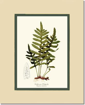 11x14 / Cream/Green / No Frame