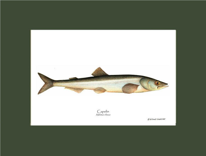 Capelin Mallotus villosus | Wall Art Fish Print