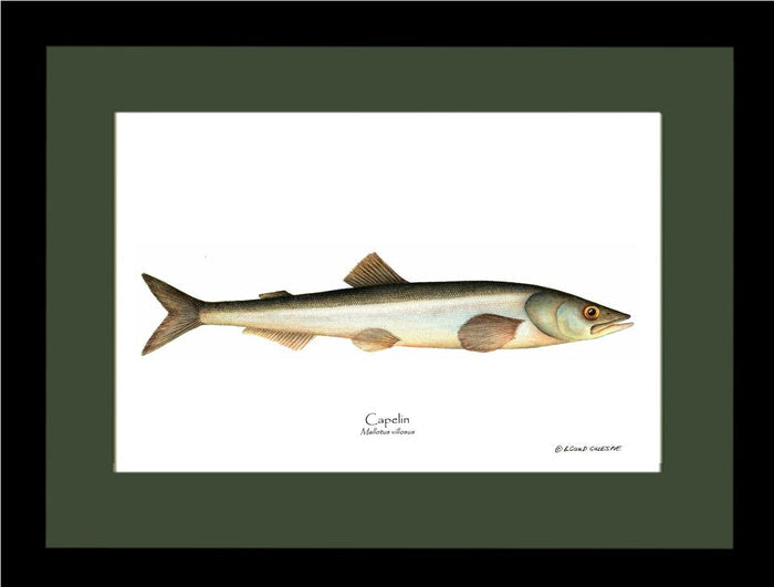 Capelin Mallotus villosus | Wall Art Fish Print