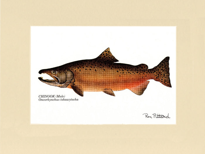 Chinook Salmon - Charting Nature