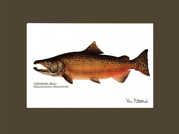 Chinook Salmon - Charting Nature