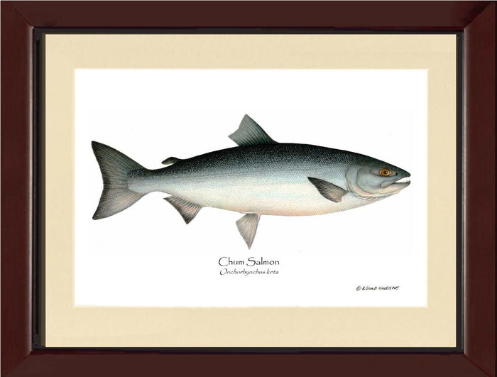Chum Salmon Onchorhynchus keta | Wall Art Fish Print