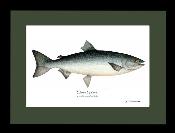 Chum Salmon Onchorhynchus keta | Wall Art Fish Print