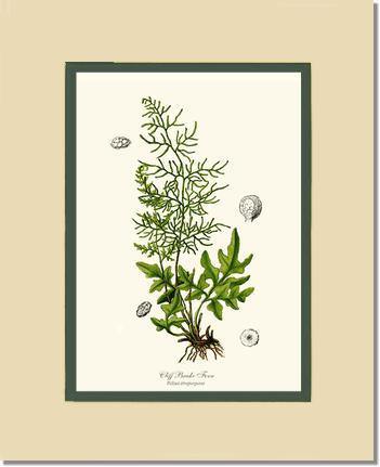 5x7 / Cream/Green / No Frame