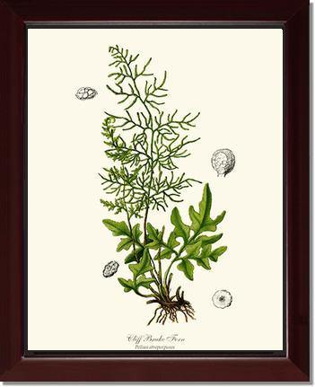Cliff Brake Fern Botanical Wall Art Print-Charting Nature