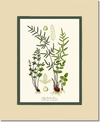 11x14 / Cream/Green / No Frame