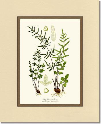 8x10 / Cream/Gold / No Frame
