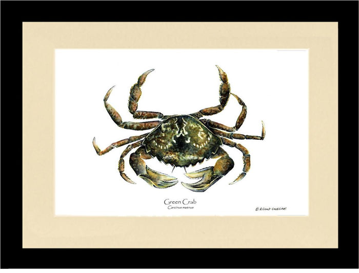 Crab, Green | Wall Art Shellfish Print