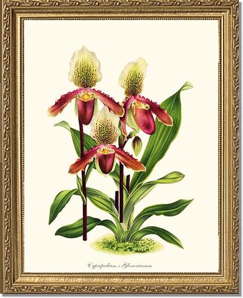 Cypripedium Glonerianum | Orchid Wall Art Print