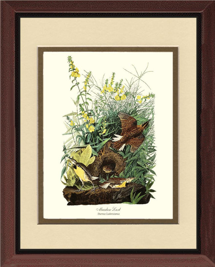 Meadow Lark - Charting Nature