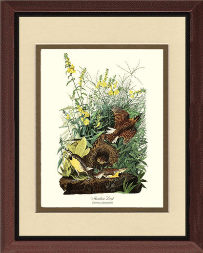 Meadow Lark - Charting Nature