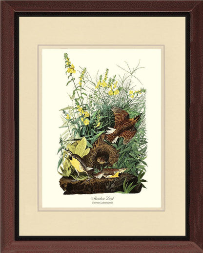 Meadow Lark - Charting Nature