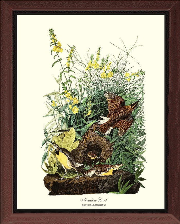 Meadow Lark - Charting Nature