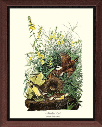Meadow Lark - Charting Nature