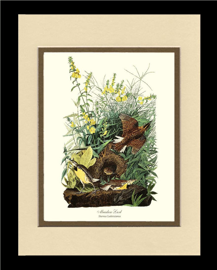 Meadow Lark - Charting Nature