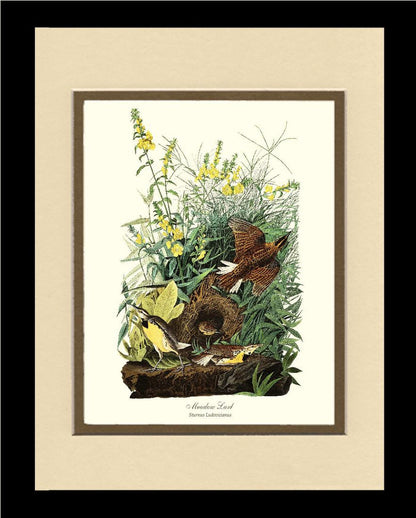 Meadow Lark - Charting Nature