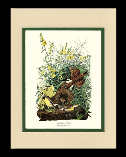 Meadow Lark - Charting Nature