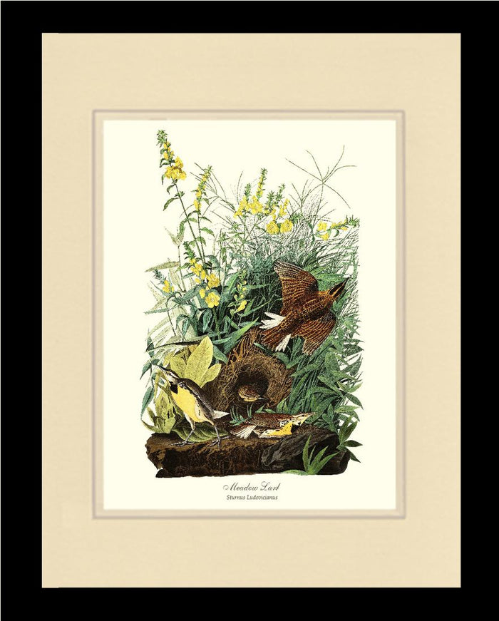 Meadow Lark - Charting Nature