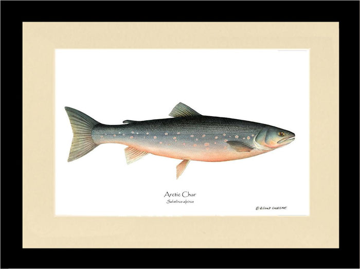 Fish Print: Char, Arctic Salvelinus alpinus | Wall Art Fish Print