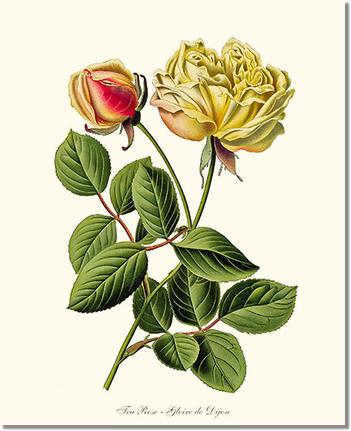Rose Wall Art Print: Gloire de Dijon - Vintage Botanical Wall Decor- Charting Nature