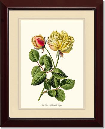 5x7 / Cream/Cream / Cherry