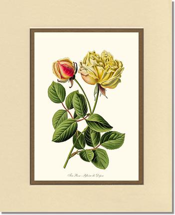 5x7 / Cream/Gold / No Frame