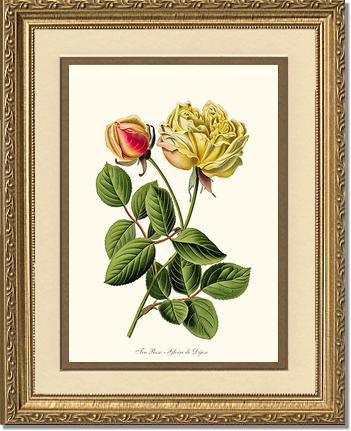 5x7 / Cream/Gold / Gold