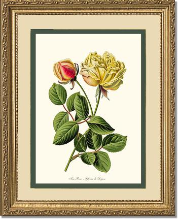 5x7 / Cream/Green / Gold