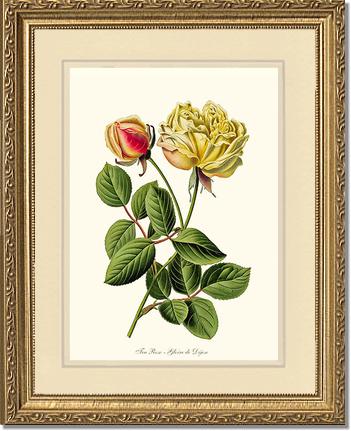 11x14 / Cream/Cream / Gold