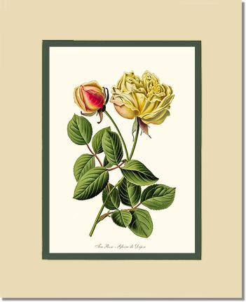 11x14 / Cream/Green / No Frame