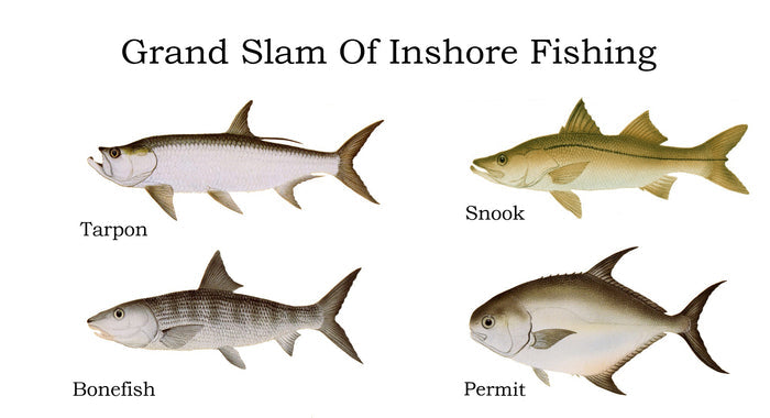 Grand Slam  | Fish Note Card Set