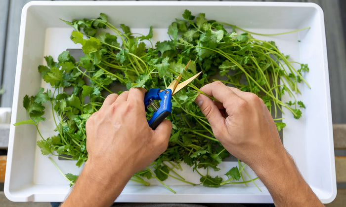 Hands using blue and black spring-action trimmers to cut fresh cilantro in a white plastic tray.