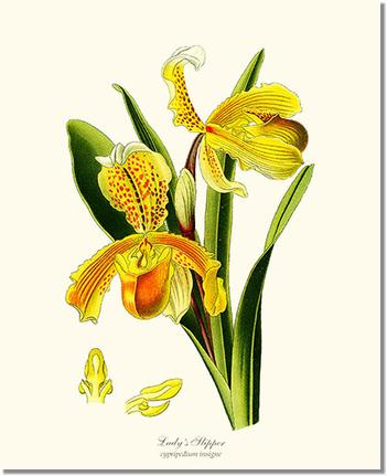 Orchid Print: Lady's Slipper Cypripedium insigne