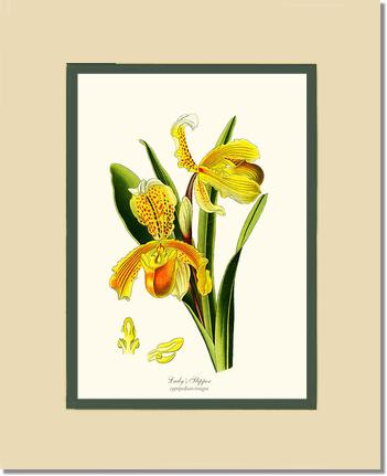 8x10 / Cream/Green / No Frame