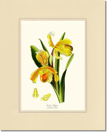 5x7 / Cream/Cream / No Frame