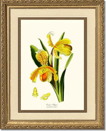 11x14 / Cream/Gold / Gold