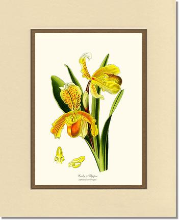 8x10 / Cream/Gold / No Frame