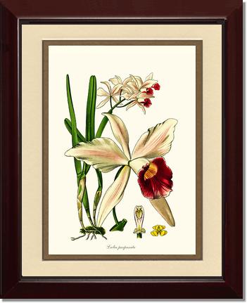 8x10 / Cream/Gold / Cherry