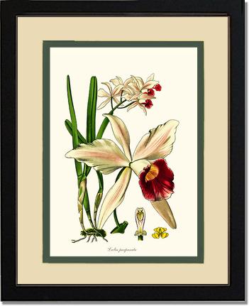 8x10 / Cream/Green / Cherry