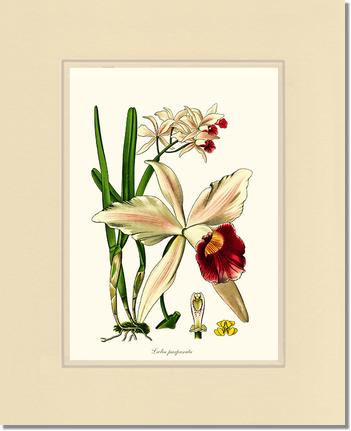 5x7 / Cream/Cream / No Frame