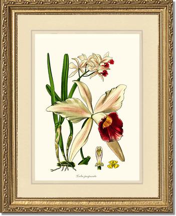 5x7 / Cream/Cream / Gold