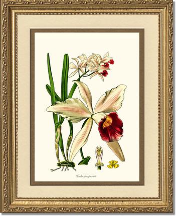 5x7 / Cream/Gold / Gold