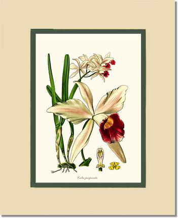 5x7 / Cream/Green / No Frame