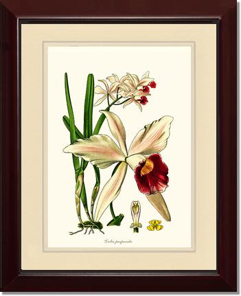 11x14 / Cream/Cream / Cherry