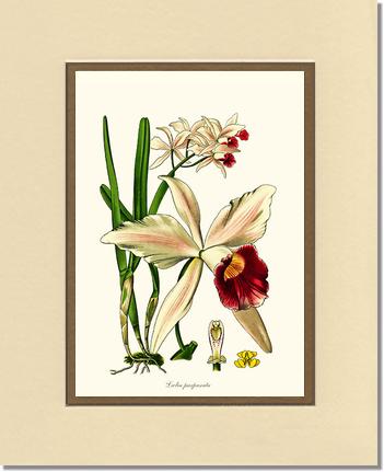 11x14 / Cream/Gold / No Frame
