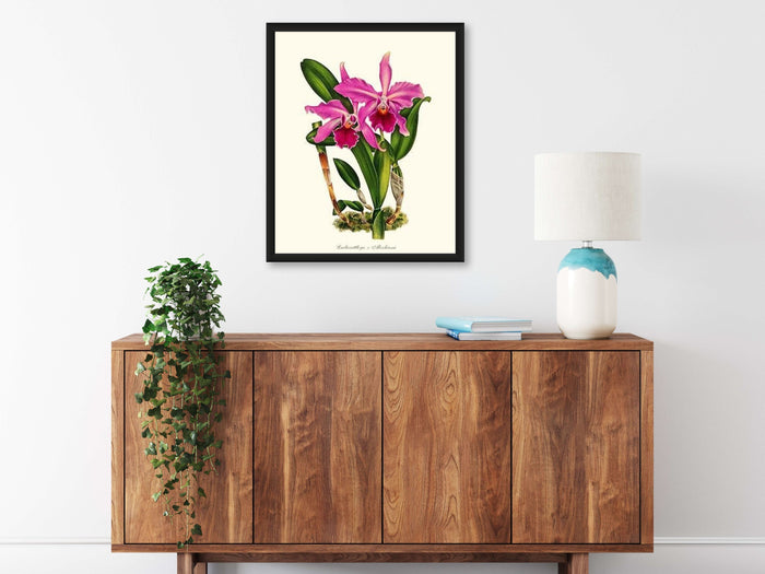 Laeliocattleya Aleschiana | Orchid Wall Art Print