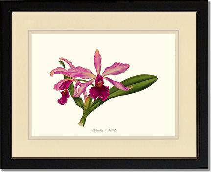 Laeliocattleya Pringiersi | Orchid Wall Art Print