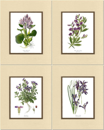 Lavender Flower Botanical Print Set - Charting Nature