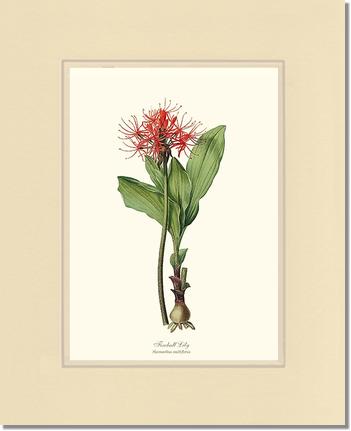 Lily, Fireball | Flower/Floral Art Print