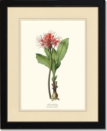 Lily, Fireball | Flower/Floral Art Print